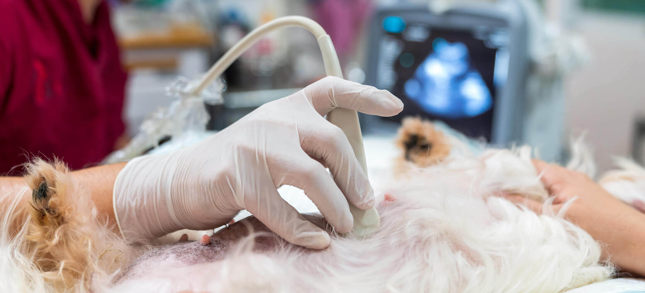 Canine Ultrasound Near Me Get the Images You Need