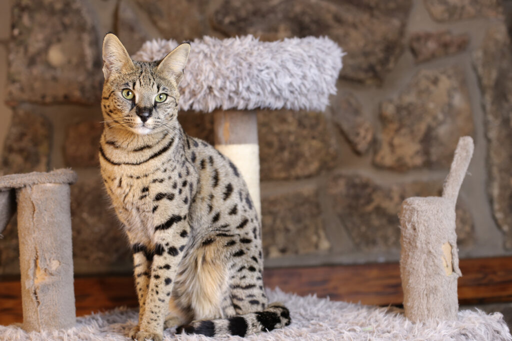 Best Cat Breeds to Fit Your Lifestyle