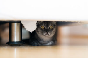 cat hides under bed in montgomery alabama