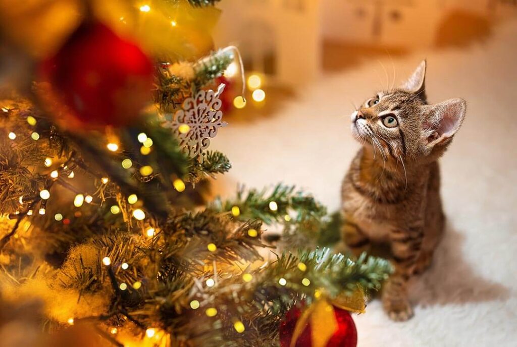 curious cat looking up at christmas tree