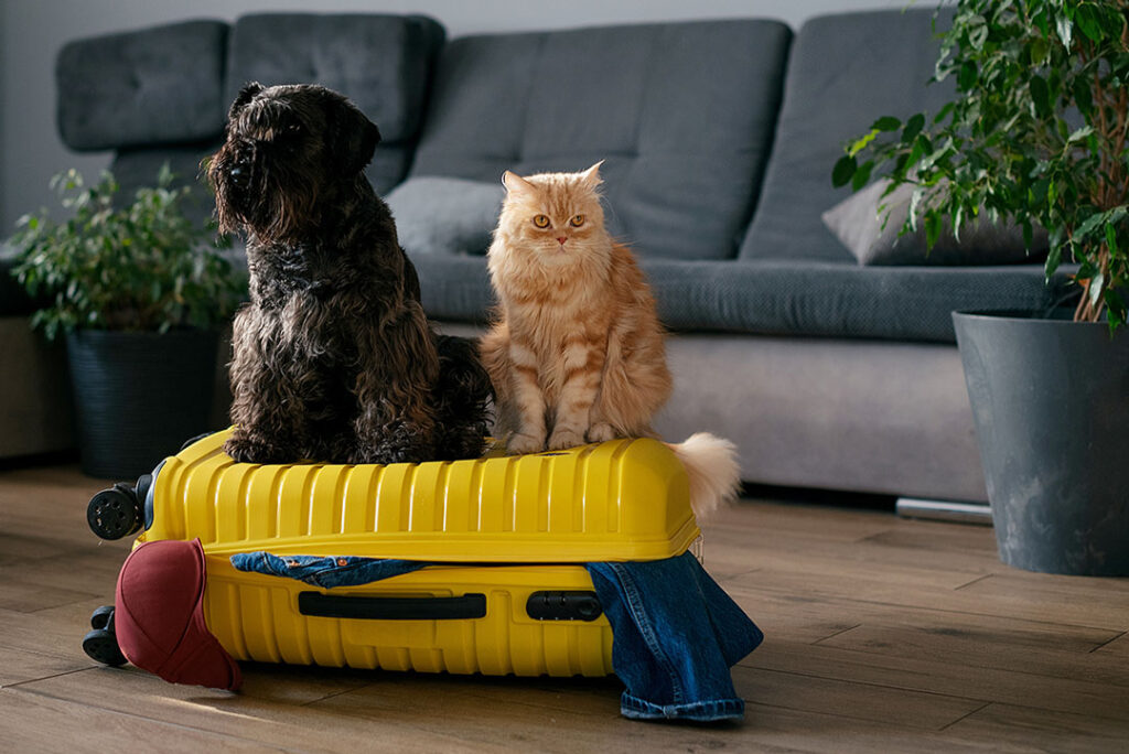 dog and cat sit on suitcase
