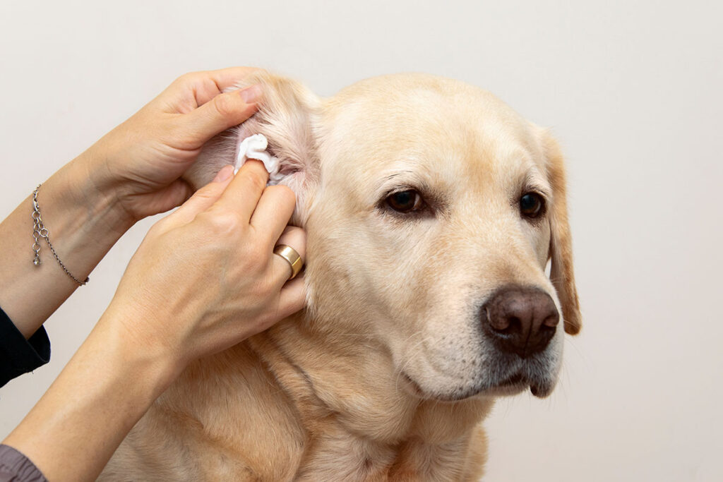 cleaning dog's ear