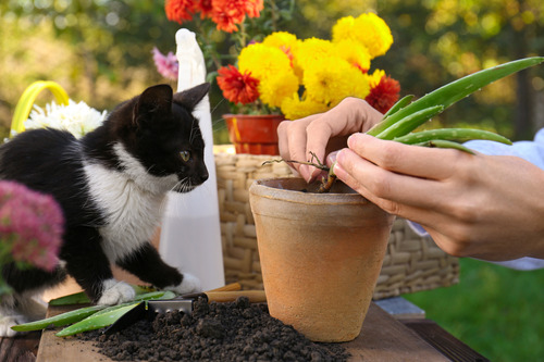 cat-watching-owner-place-aloe-plant-into-flower-pot