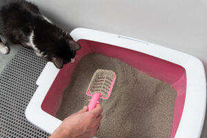 pet-owner-scooping-litterbox-with-cat-looking-on