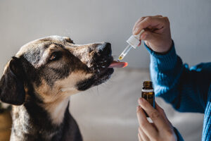 Giving dog medicine