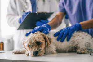 sick-dog-at-vet-clinic