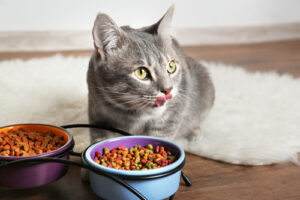 indoor-cat-eating-from-one-of-two-food-bowls-on-the-floor