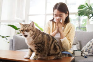 cat-coughing-while-sitting-on-coffee-table-and-owner-blows-nose-while-sitting-on-the-couch