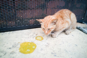 sick-orange-cat-with-vomit-on-the-floor