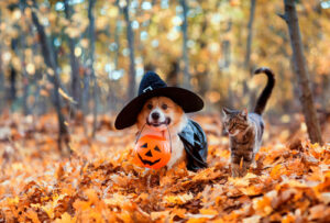 corgi-dog-in-fancy-black-hat-and-striped-cat-sitting-in-autumn-park-with-pumpkin-for-halloween