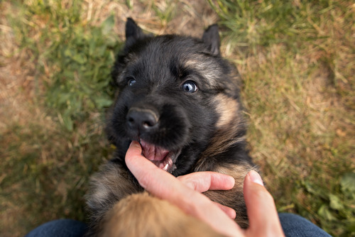 german-shepherd-puppy-biting-owner's-hand