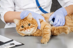 vet-examining-orange-cat-at-clinic