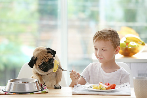 pug-eating-potato-off-of-a-young-boy's-fork-as-they-both-sit-at-a-table