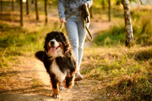 bernese-mountain-dog-hiking-with-owner-on-a-trail