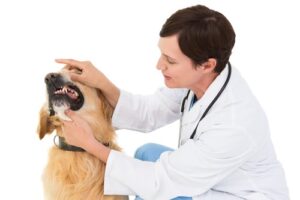 female-vet-examining-golden-retriever-dog's-teeth