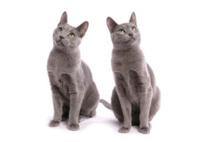 two-russian-blue-cats-on-a-white-background