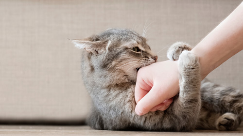 gray-cat-biting-owner's-hand