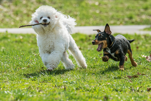 a small black and brown dog chasing a medium sized white dog that's holding a stick at the dog park