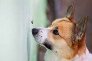 corgi dog watching a bee fly near its face