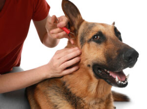 female pet owner using tool to remove tick from german shepherd dog's ear