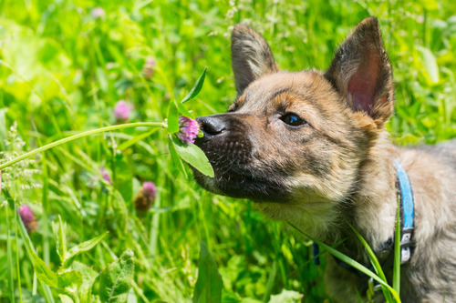 puppy smells wild flower in a field