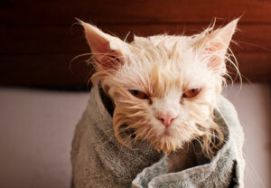 unhappy wet cat wrapped in a towel