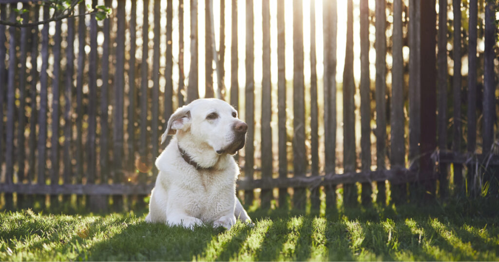 dog laying in the grass on a sunny day