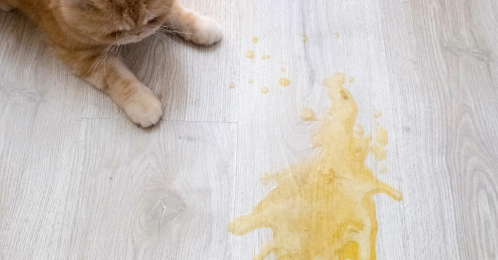 cat looking at yellow puddle of throw up on the floor