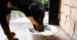 close up of dog drinking water from a bowl outside