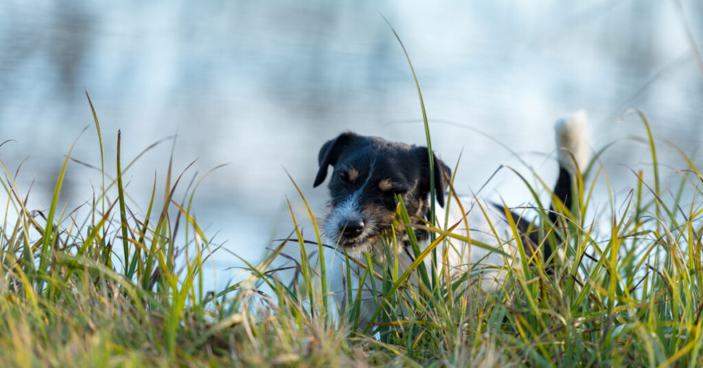 small dog eating grass in a meadow