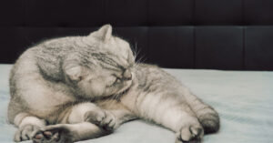gray cat grooming itself